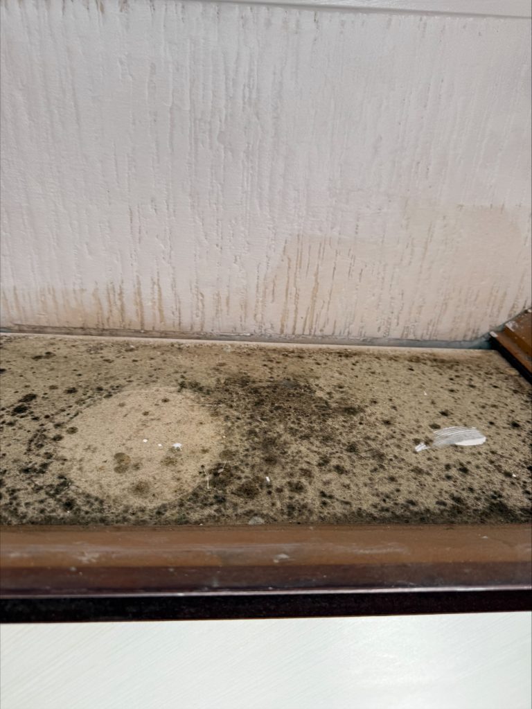Mould Removal