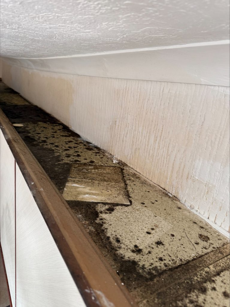 Mould Removal