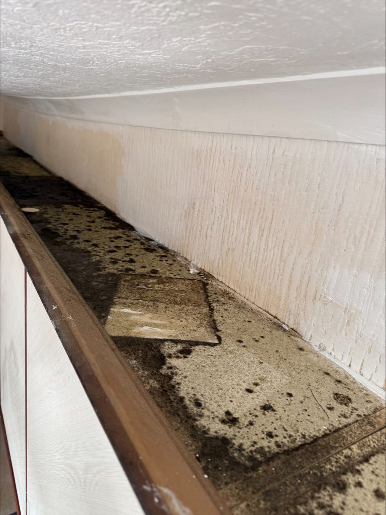 Mould Removal
