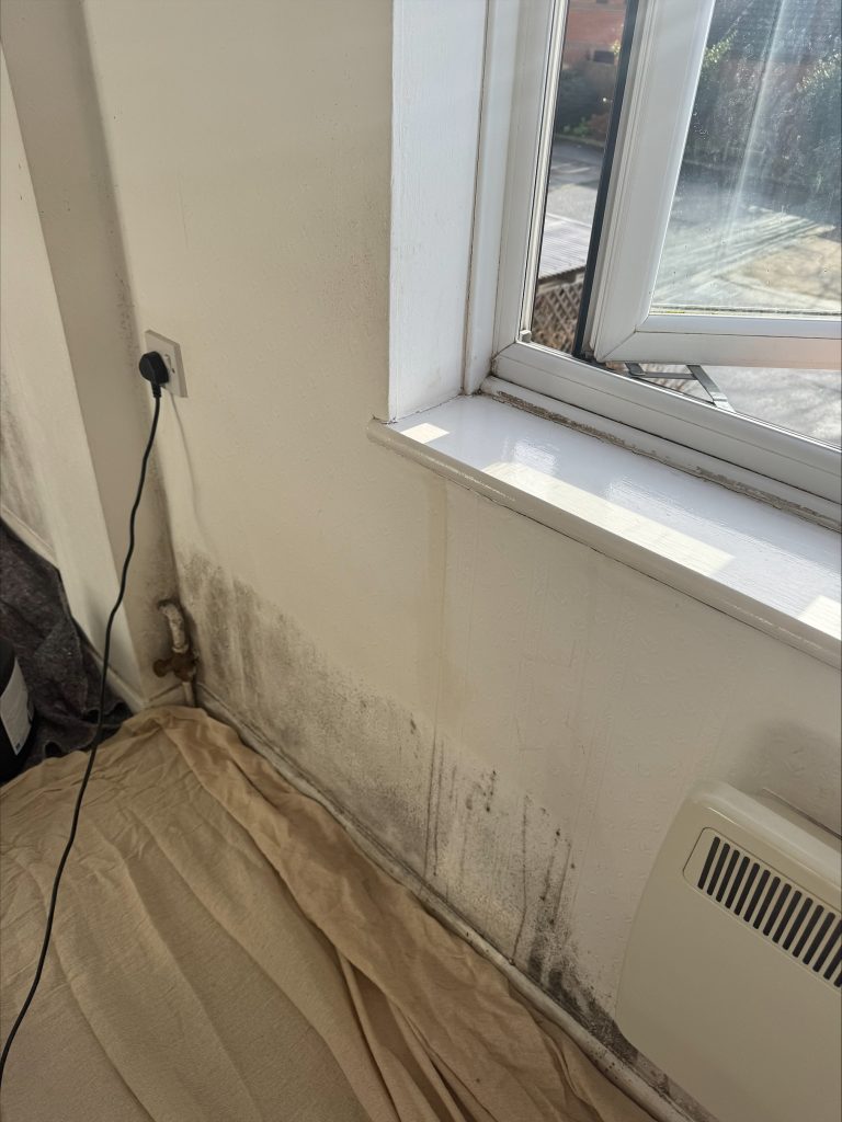 Mould Removal