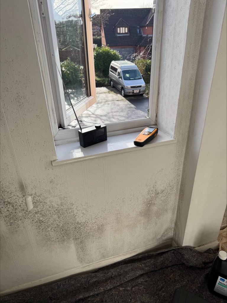 Mould Removal